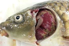 I'd love to get some money for them. Outbreaks Of Koi Herpesvirus Khv Disease In 2020 Gov Uk
