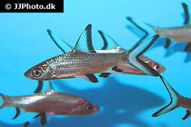 We did not find results for: Bala Shark Care Size Life Span Tank Mates Breeding