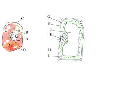 Trying to find unique concepts is one of the interesting actions however it can as well be. Label Parts For Diagrammes Given Below And Identify Which One Is Plant Cell And Which One Is Animal Cell