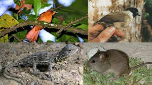 The Faces Of Extinction The Species We Lost In 2019 The Revelator