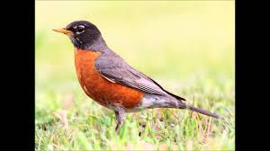 Birds Chirping In The Morning Mp3 Download Robin Bird Sound Call And Song Youtube