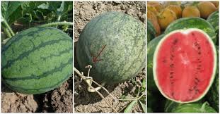 Check spelling or type a new query. Harvesting Watermelons When Is Watermelon Ready To Pick Updated