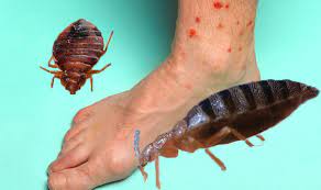 Maybe you would like to learn more about one of these? Bed Bug Bites How Can You Tell If Your Bites Are From Bed Bugs Express Co Uk