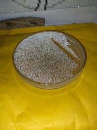 Agar dish condensation, is it normal? : rmycology