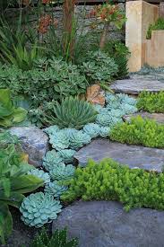 A Waterfall Of Echeveria Elegans Succulent Garden Design Succulent Landscape Design Rock Garden Landscaping