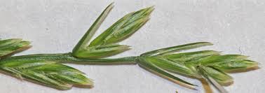 Image result for Leptochloa uniflora