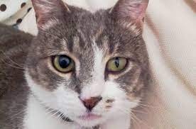 Why Does My Cat Have Different Sized Pupils Bechewy