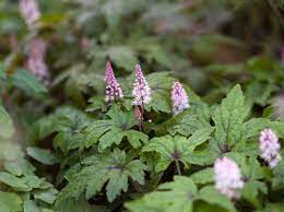 Maybe you would like to learn more about one of these? Tiarella Pink Skyrocket Bbc Gardeners World Magazine