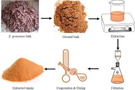 Image result for Tessmannia burttii