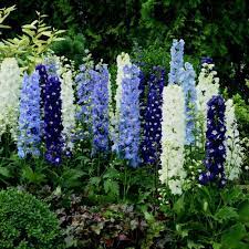 Experience Your Own Kind Of Delphinium Love Growing Things Wcfcourier Com