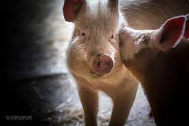Schweine Hof Narr