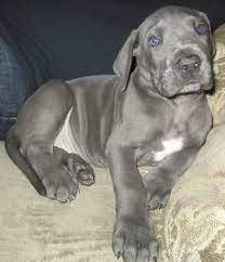Image of great dane rescue great dane rescue akc great dane. Blue Great Dane 8 Weeks Old For Sale In Pueblo Colorado Classified Americanlisted Com