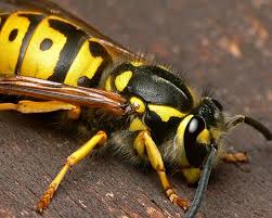 It is part of your regular quarterly service where we remove wasp nests, spray them, and spray for other pests such as spiders, ants, crickets, and more. What Are European And Paper Wasps And How To Control Them