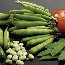Image result for Vicia faba
