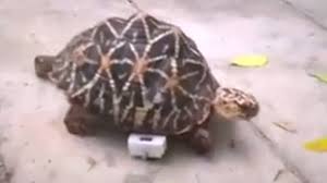 La ristrutturazione completa, ha dotato l'hotel di ogni comfort. Patinando A Tartaruga De Dois Anos Responde Bem Ao Tratamento E Logo Sera Enviada Ao Viveiro Permanente Do Zoologico De Arignar Na India Onde Vive