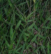 Image result for Acroceras zizanioides