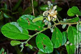 Image result for Grewia sulcata