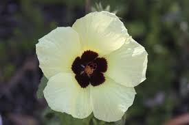 Image result for Hibiscus calyphyllus