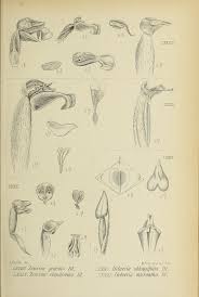 Image result for Zeuxine stammleri