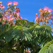 Image result for Albizia brevifolia