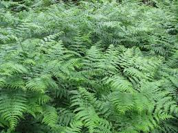 Image result for Blotiella bouxiniana