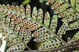 Image result for Rumohra