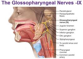 Ganglion is collection of cell bodies of neurons outside the cns , while nerves are the axons of neurons that may be afferents carrying sensations or efferents carrying motor commands. Pin On Neuro