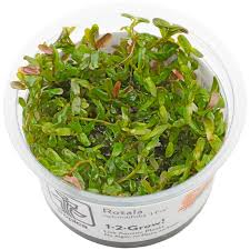 Image result for Rotala filiformis