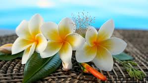 8,011 tropical flower on white premium high res photos. Fresh White Frangipani Plumeria Tropical Exotic Flowers Over Blue Swimming Pool Water By Dogorasun
