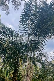 Image result for Raphia ruwenzorica