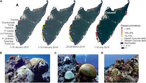 Dead coral vs live coral. Frontiers Effects Of The Stony Coral Tissue Loss Disease Outbreak On Coral Communities And The Benthic Composition Of Cozumel Reefs Marine Science