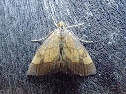 Image result for Evergestis limbata