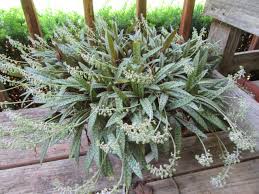 Image result for Ledebouria