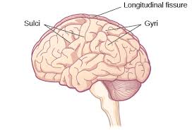 Image result for Brain Gyri