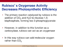 Bioflix Activity Gas Exchange Oxygen Transport Phototrophic Energy Metabolism Photosynthesis Ppt Download