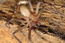 Males are distinctively different from females in that they have two large palps that look like boxing gloves. What Do Brown Recluse Spiders Eat Terminix