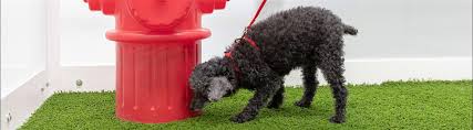 Moving dogs is a complicated process—particularly if it involves an international destination, which requires vet exams, health certificates, an import permit, and more. Flying With Pets Pearson Airport