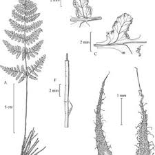 Image result for Lastreopsis vogelii