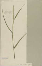 Image result for Cenchrus biflorus