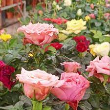 Bila melihat pokok ros yang ditanam hidup subur dan berbunga lebat, tentu sahaja hati kita juga turut sama berbunga riang. Pokok Bunga Rose Real Plant Shopee Malaysia