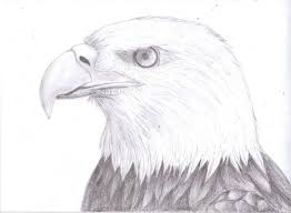 Bald Eagle Black And White Drawing Eagle Drawings Realistic Eagle Drawing Bald Eagle By Mengastic Eagle Drawing Drawings Bird Drawings