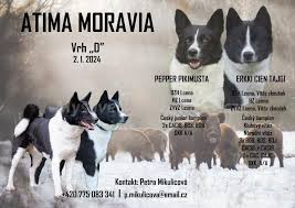 Image result for karelský medvědí pes