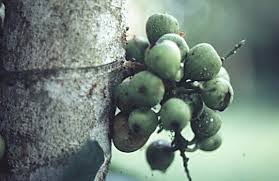 Image result for Ficus sur