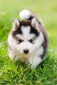 A husky is a sled dog used in the polar regions. Cute Husky Puppies Cute Puppies Husky Cute Husky Puppies Baby Huskies Husky Puppy