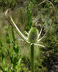 Image result for Dipsacaceae