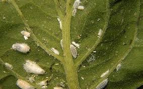 Image result for scale on plant