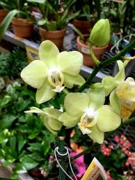Phal Taida Smile Little Green From My Personal Orchid Collection Orchids Phalaenopsis Orchid Phalaenopsis