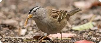 We did not find results for: Wild Birds Unlimited Nature Shop