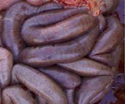 Massive Hemorrhage And Clots Formation In The Jejunum Of Dry Pregnant Download Scientific Diagram