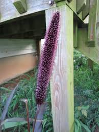 Image result for Cenchrus americanus